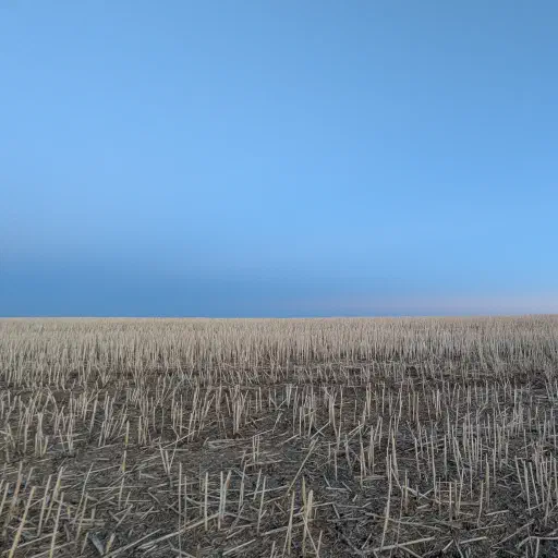 Field