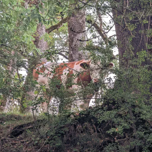 Hide and seek with forest cow