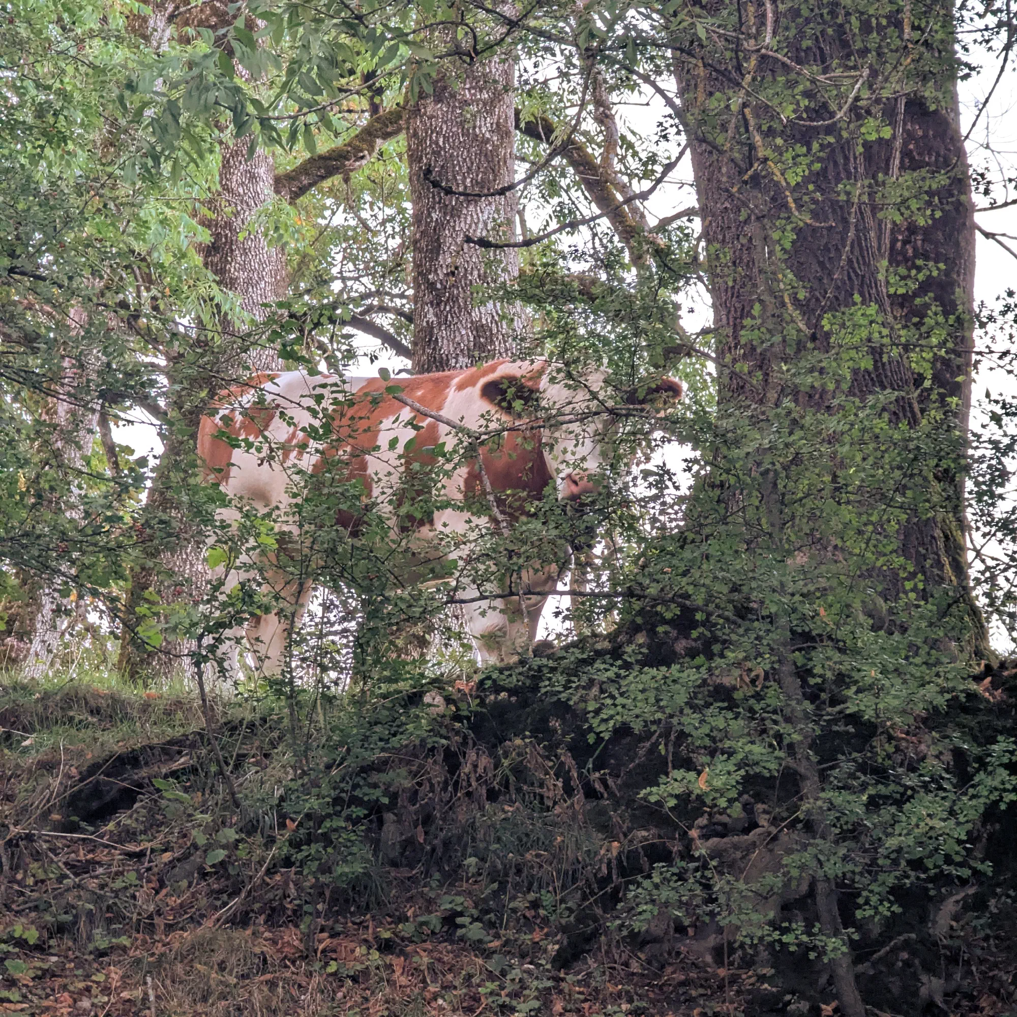 Hide and seek with forest cow