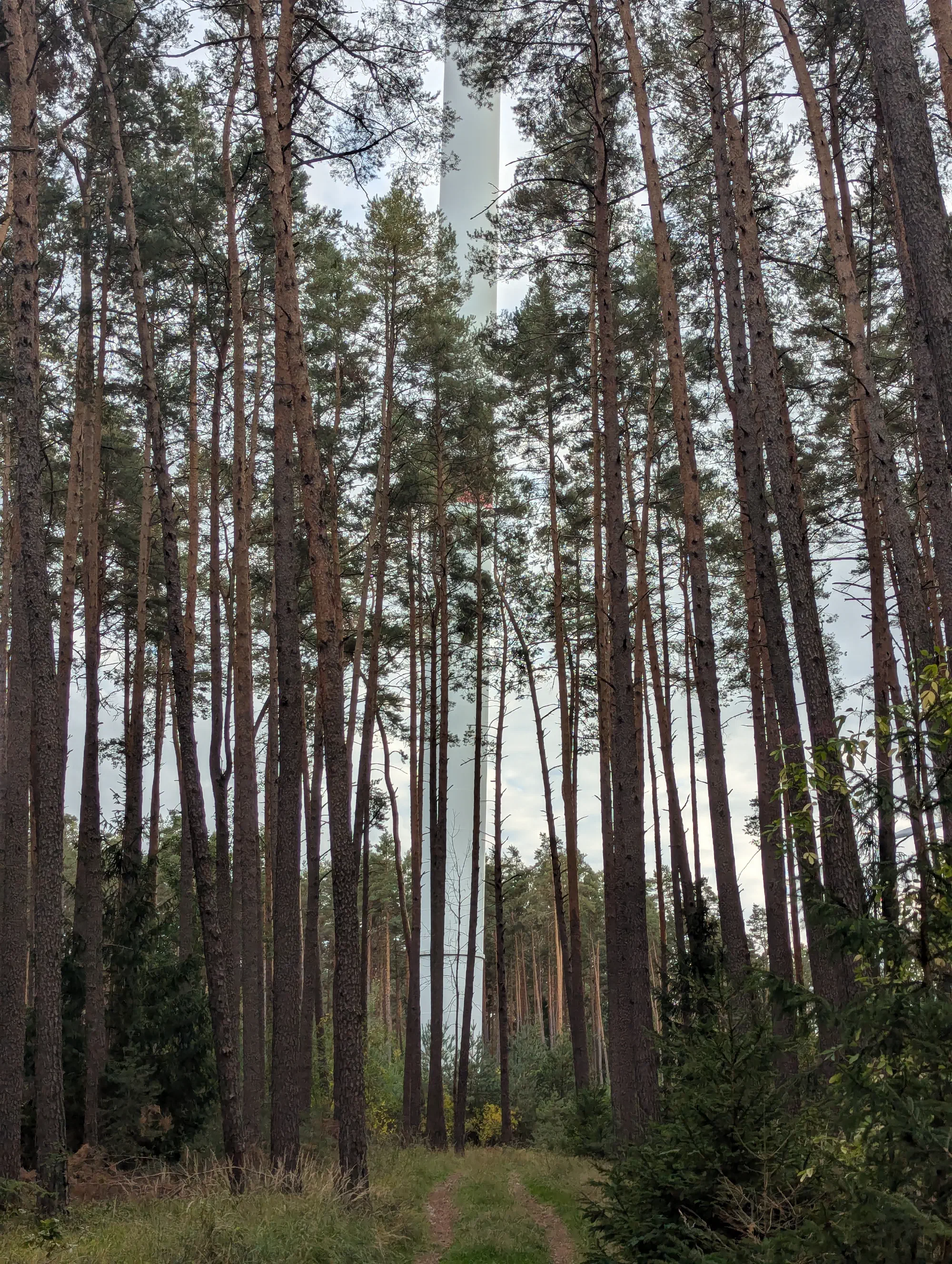 Windturbine in forest